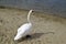 The swan stand on sand. A graceful beautiful adult waterfowl. Wild nature.