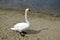 The swan stand on sand. A graceful beautiful adult waterfowl. Wild nature.