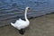 The swan stand on sand. A graceful beautiful adult waterfowl. Wild nature.