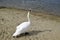 The swan stand on sand. A graceful beautiful adult waterfowl. Wild nature. Natural landscape of eastern Europe