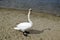 The swan stand on sand. A graceful beautiful adult waterfowl. Wild nature.op