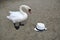 The swan stand on sand.  The swan looks at a hat.