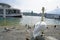 A swan stand up and looking touring boat come to pier in Lucerne Lake