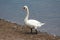 Swan standing proudly on river bank surrounded with gravel and fallen feathers next to clear water