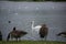 A Swan steals the shot at Broadwood Loch, Cumbernauld Scotland