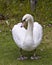 Swan Stock Photo and Image. Mute swan close-up profile view displaying white angel plumage in its environment and habitat