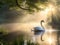 Swan and Streaming Sunshine on Foggy Morning