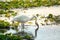 Swan Stretches in the Sun at Dawn: A trumpeter swan stretches and preens in the shallow area of a lake filled with lily pads in