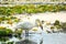 Swan Stretches in the Sun at Dawn: A trumpeter swan stretches and preens in the shallow area of a lake filled with lily pads in