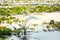 Swan Stretches in the Sun at Dawn: A trumpeter swan stretches and preens in the shallow area of a lake filled with lily pads in