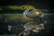 Swan stretching on misty lake