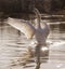 A swan stretching in the morning light on the Ornamental Pond
