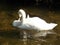 Swan in sunlight