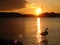 A swan at sunset standing in the water
