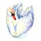 Swan. Swan Watercolor drawing