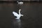 SWAN SWIM IN DANISH CANAL IN CAPITAL