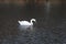 SWAN SWIM IN DANISH CANAL IN CAPITAL