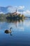 Swan swimming on beautiful Bled lake with the beautiful island and the church in the background