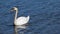 Swan swimming in blue waters