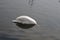 SWAN SWIMMING IN DRAOGR HABOUR