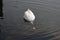 SWAN SWIMMING IN DRAOGR HABOUR