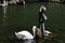 Swan Swimming in a Fountain Near a Statue in Monte Palace Tropical Garden, Madeira