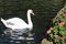 Swan Swimming in a Garden Bond during a Sunny Day