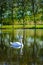 Swan swimming in Honfleur park pond, France