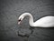 A Swan swimming on a lake