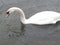 A Swan swimming on a lake