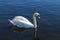 A Swan Swimming in a Lake