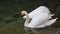 Swan swimming in a lake