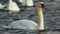 A Swan Swimming in a Lake