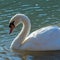 Swan swimming in the lake