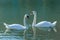 Swan swimming in the lake