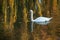 swan swimming in the lake on autumnal sunset reflection
