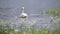 Swan swimming on lake at sunny summer day