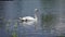 Swan swimming on lake at sunny summer day