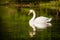 Swan swimming in mountain lake