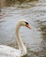 Swan swimming peacefully and quietly in a pond on winter in Spain