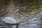 Swan swimming peacefully and quietly in a pond on winter in Spain