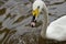 Swan swimming in a pond with a fountain in Old Square Park, Alma