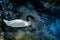 Swan swimming in a pond with water ripples.