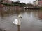 A swan swimming by the riverbank of a waterfront town