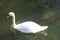 Swan swimming - Salisbury