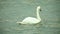 Swan swimming on sea water