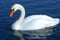 Swan swimming in water