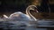 a swan is swimming in the water with its beak open and it\\\'s head above the water\\\'s surface and it\\\'s