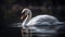 a swan is swimming in the water with its head turned to the side and it\\\'s beak open and it\\\'s eyes are slightly open