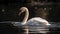 a swan is swimming in the water with its head in the water and it\\\'s beak in the water and it\\\'s reflection in the water